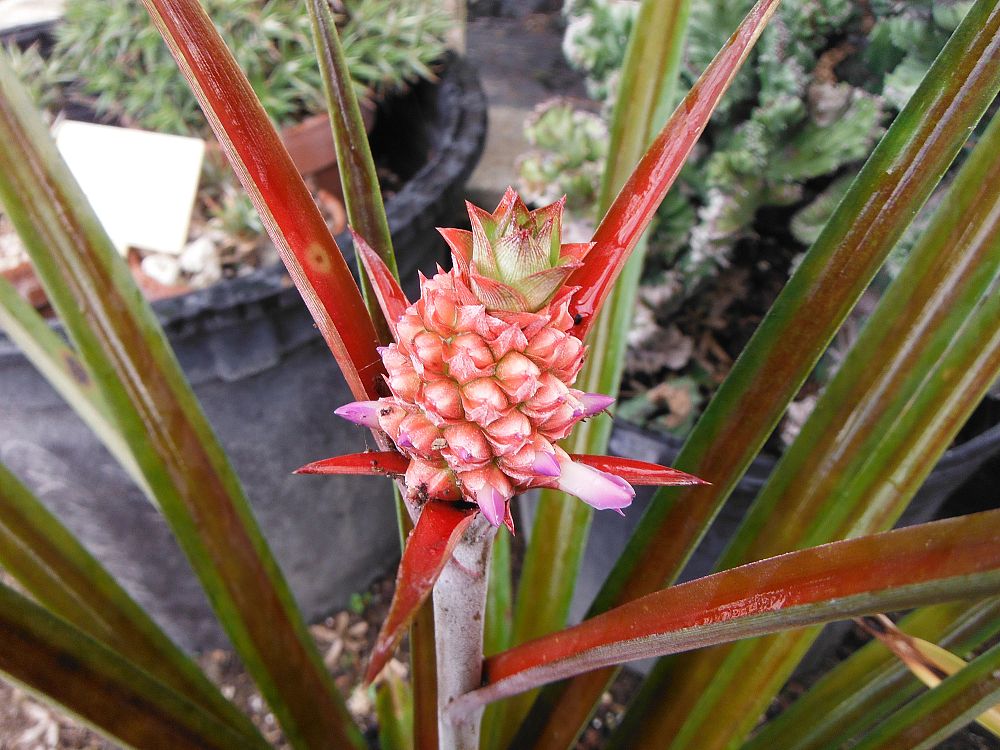 ananas-lucidas-bromeliad-black-pineapple