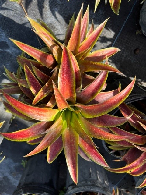 ananas-lucidus-curagua-wild-ananas