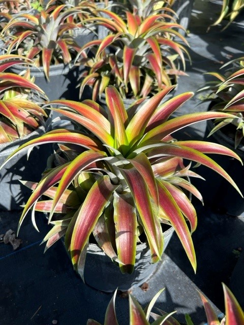 ananas-lucidus-curagua-wild-ananas