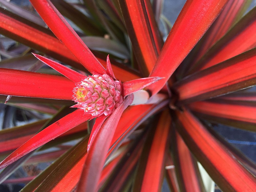 ananas-lucidus-lava-burst-curagua-wild-ananas