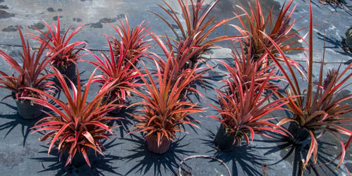 ananas-pineapple