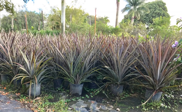 ananas-pineapple