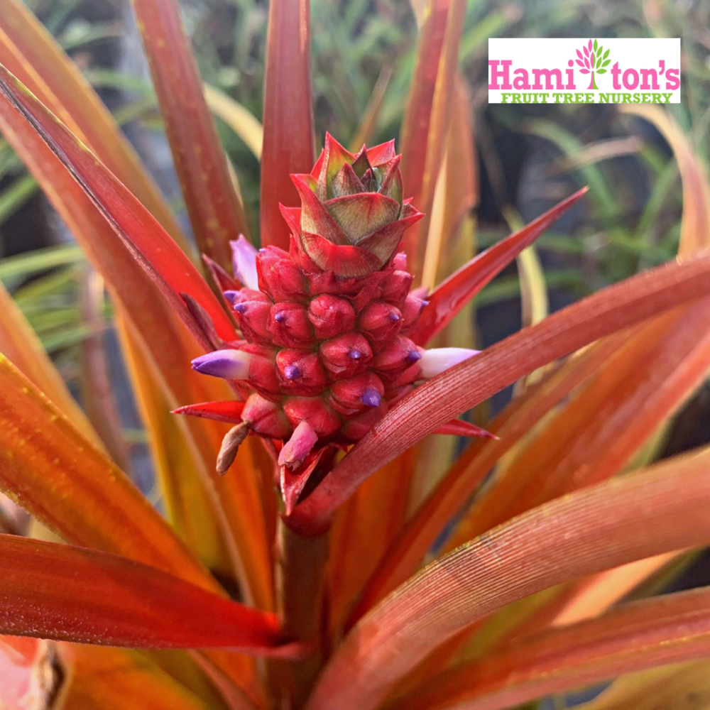 ananas-pineapple