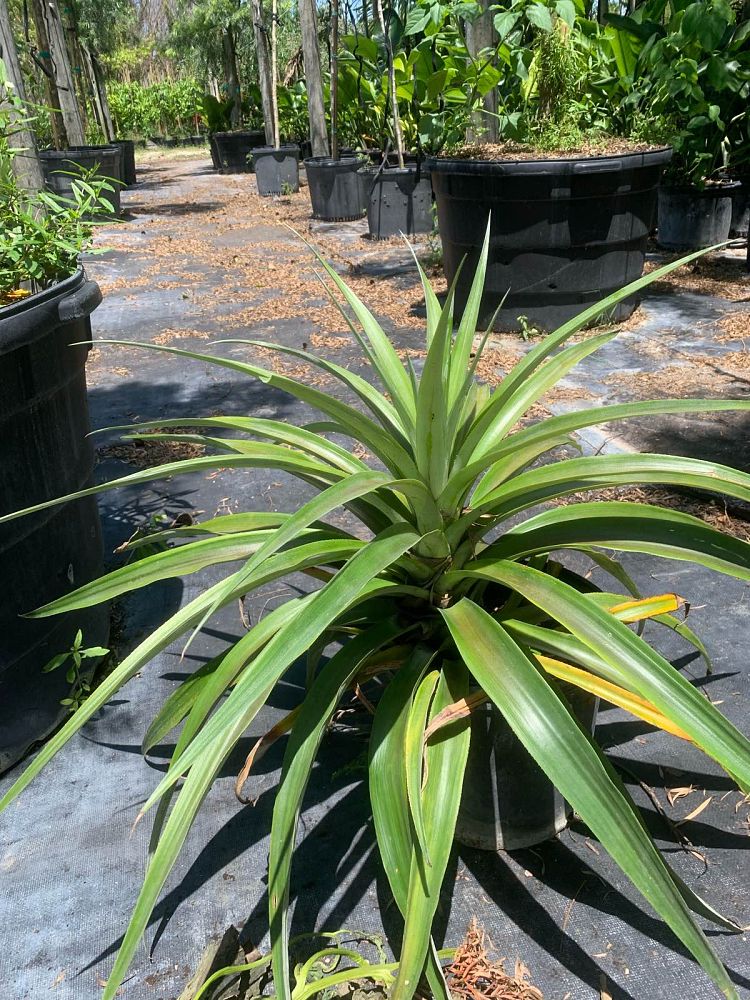 ananas-pineapple