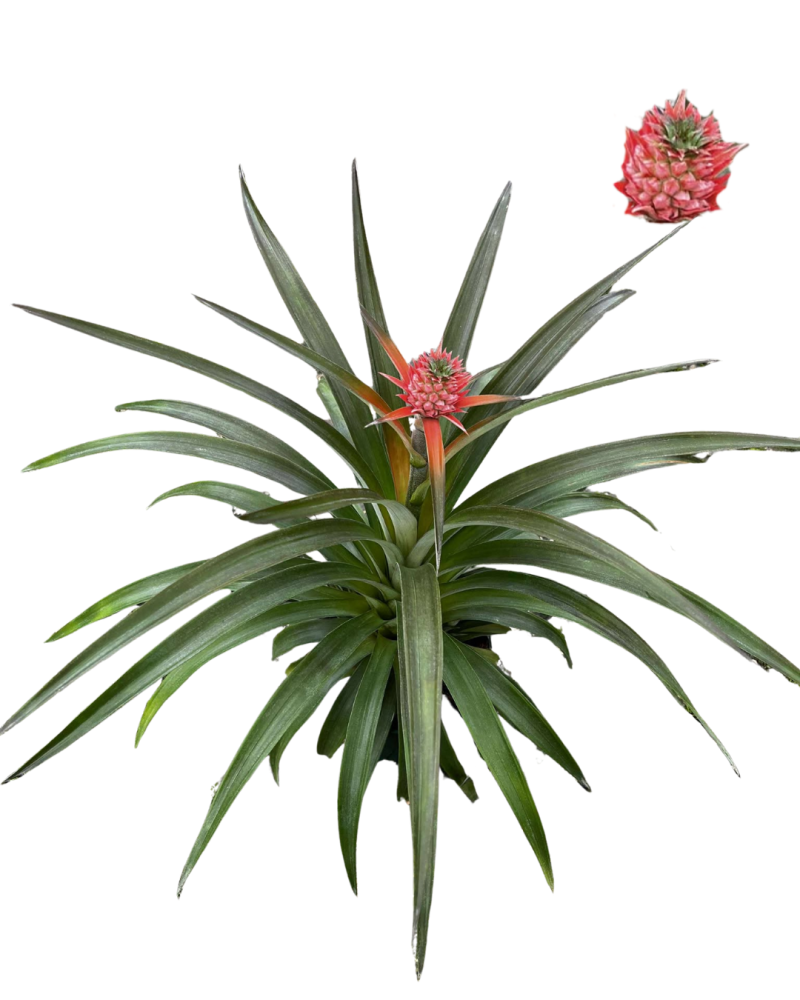 ananas-pineapple