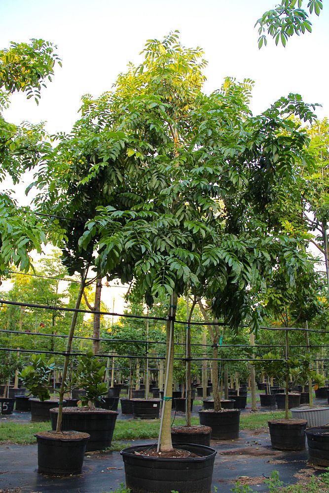 andira-inermis-cabbage-tree