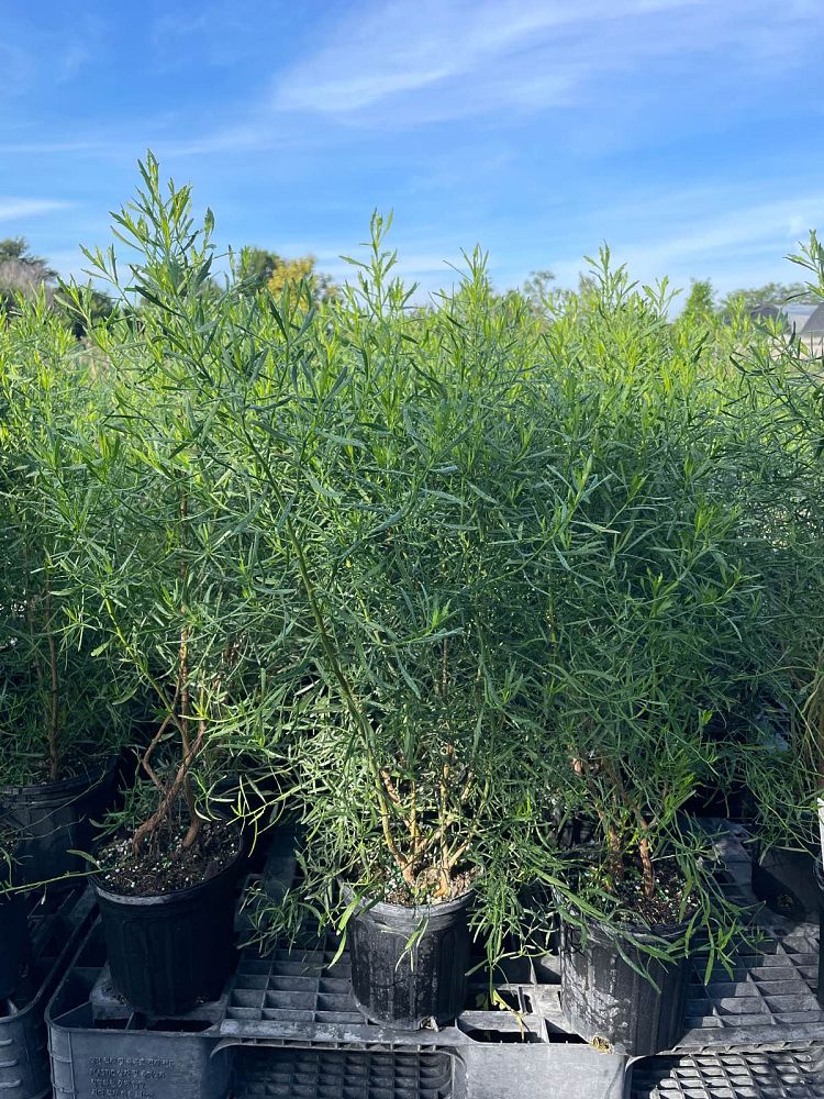 andrographis-false-waterwillow