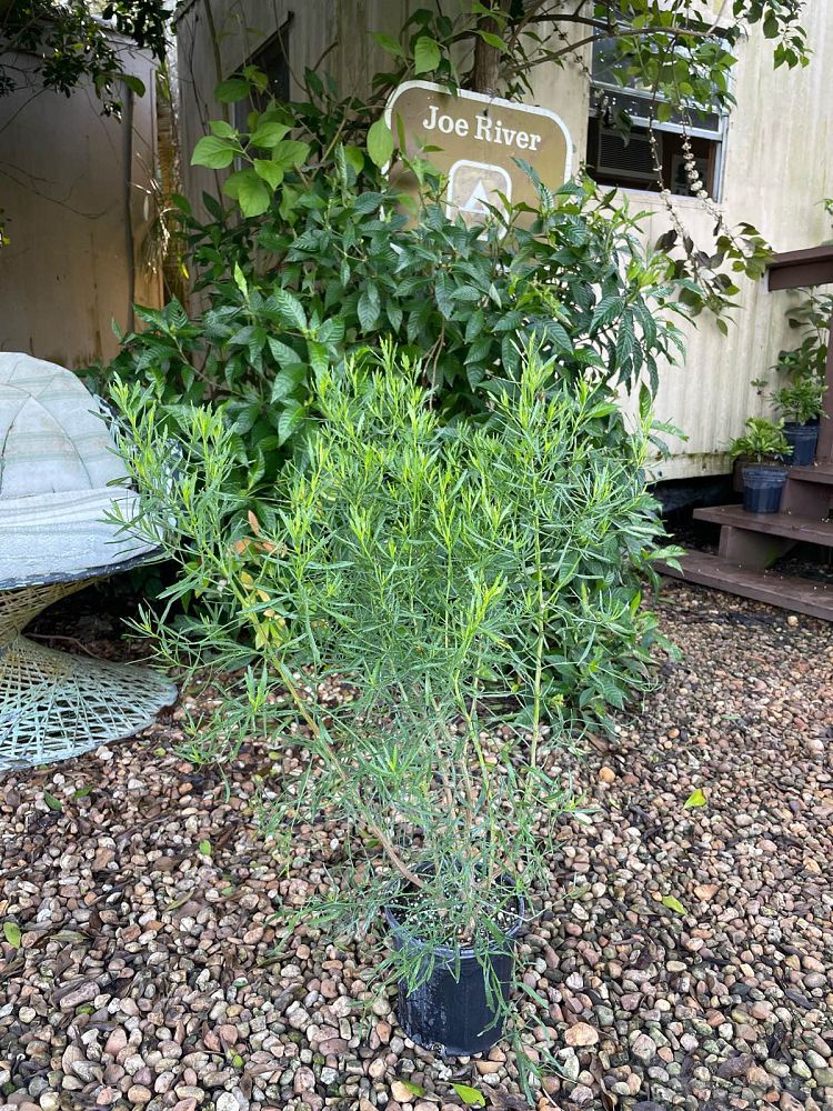 andrographis-false-waterwillow