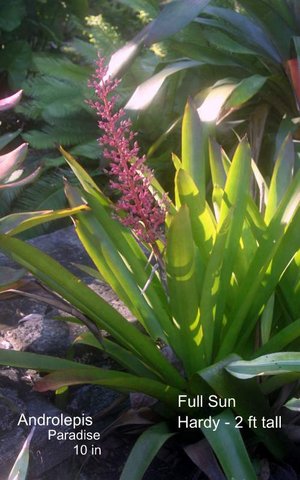 androlepis-paradise-bromeliad