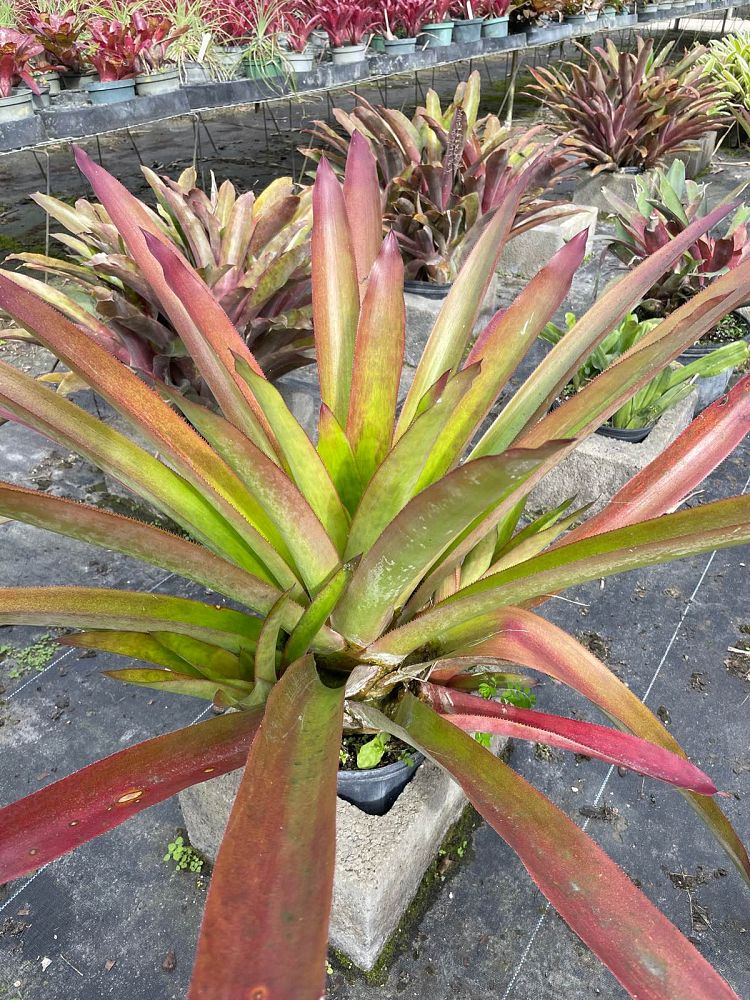 androlepis-paradise-bromeliad