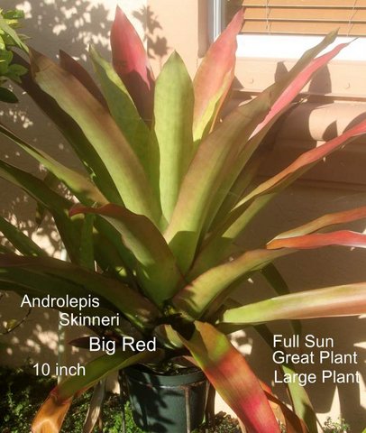 androlepis-skinneri-bromeliad-big-red
