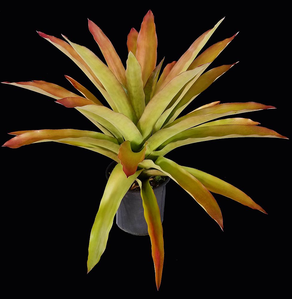 androlepis-skinneri-bromeliad-big-red