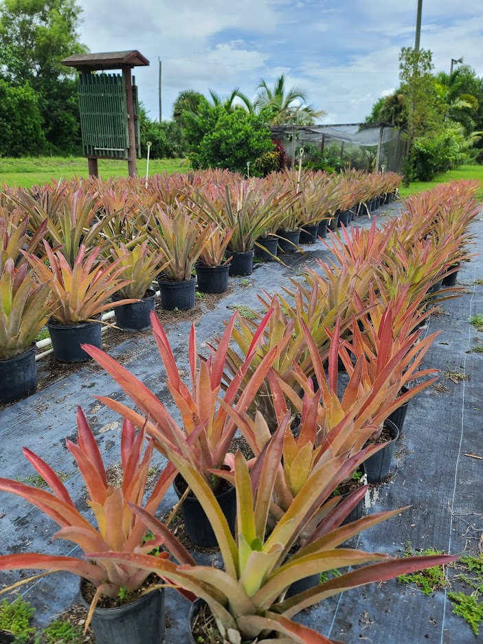 androlepis-skinneri-bromeliad-big-red