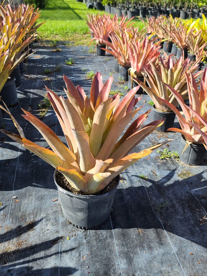 androlepis-skinneri-bromeliad-big-red