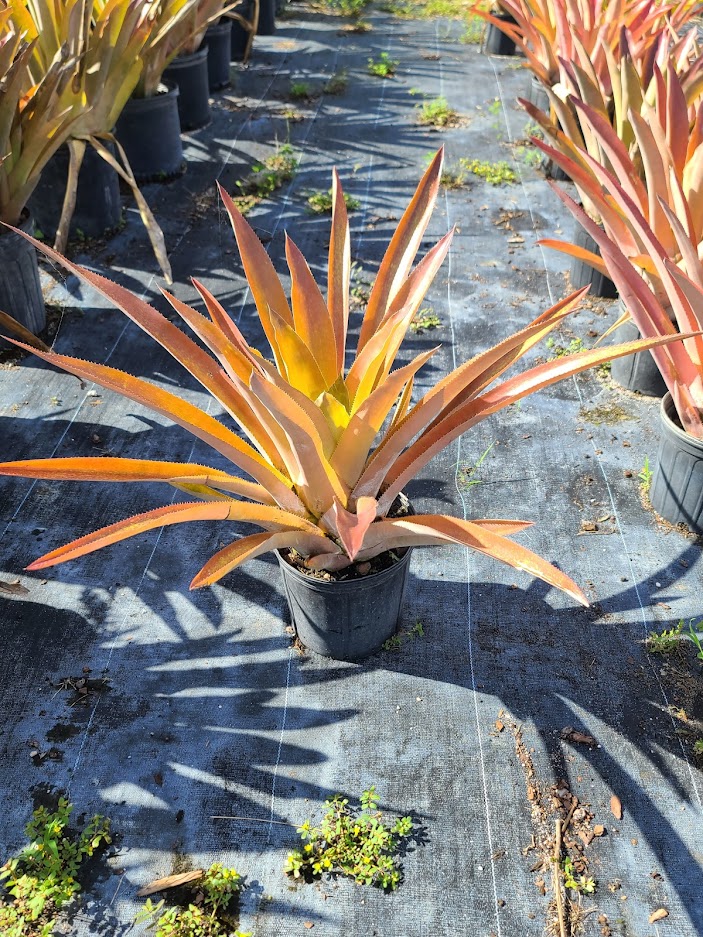androlepis-skinneri-bromeliad-big-red