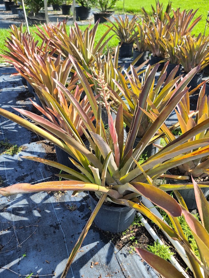 androlepis-skinneri-bromeliad-big-red