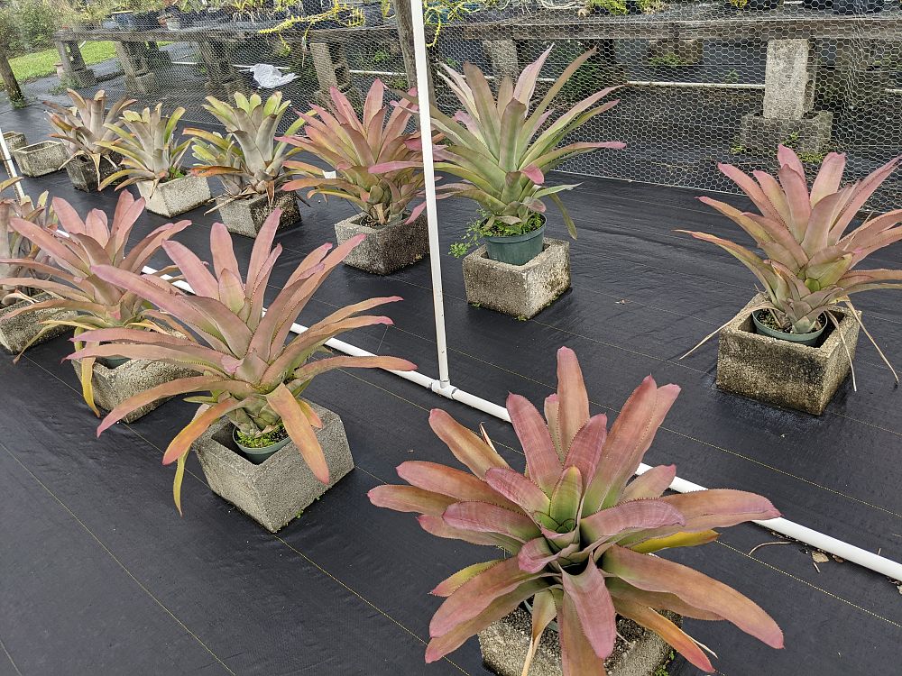 androlepis-skinneri-bromeliad-big-red