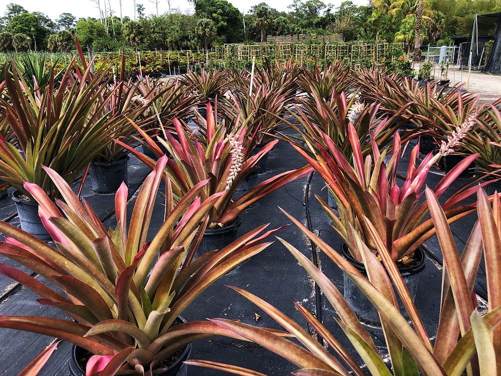 androlepis-skinneri-bromeliad-big-red