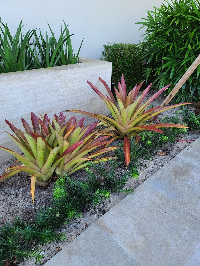 androlepis-skinneri-bromeliad-big-red