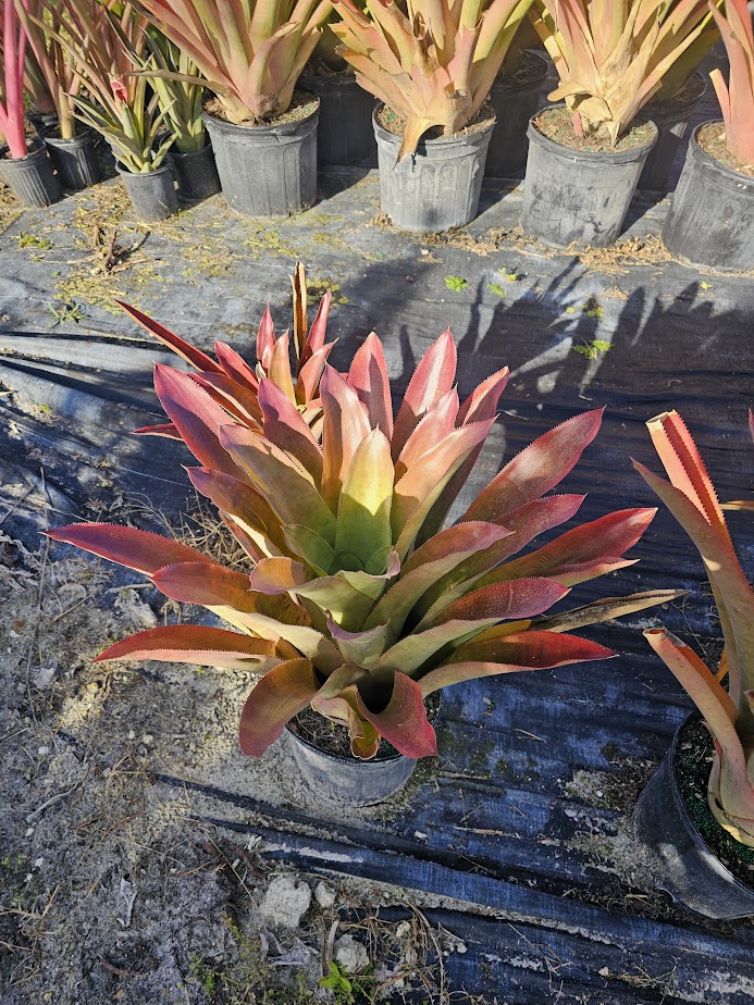 androlepis-skinneri-bromeliad-big-red