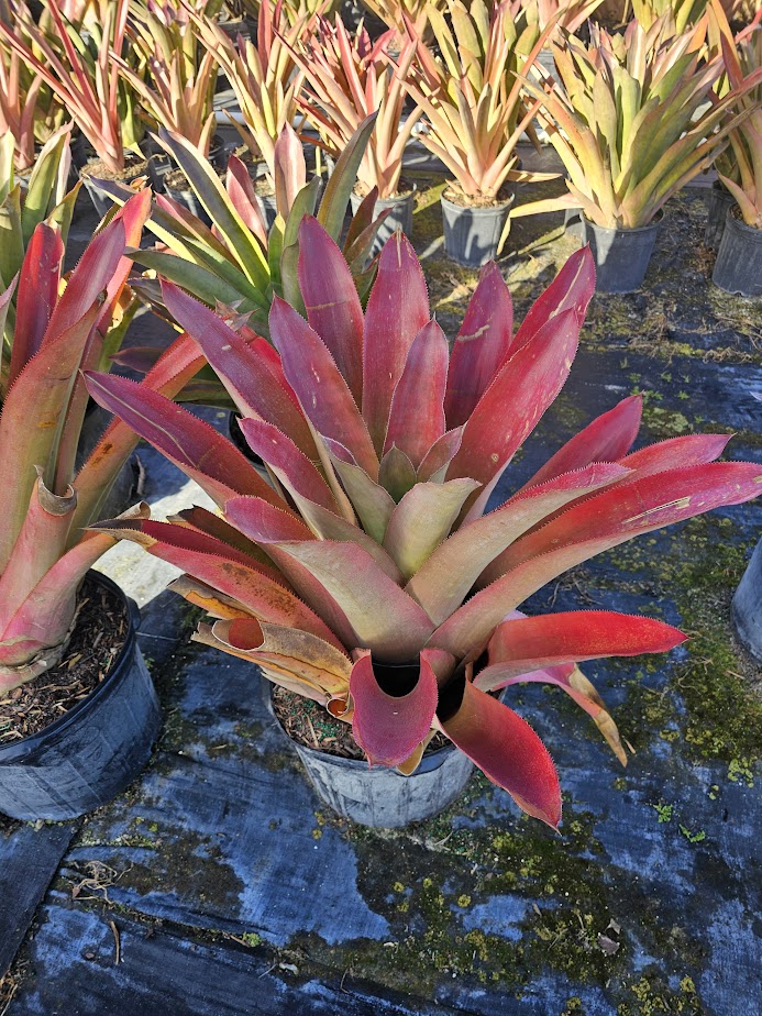 androlepis-skinneri-bromeliad-big-red