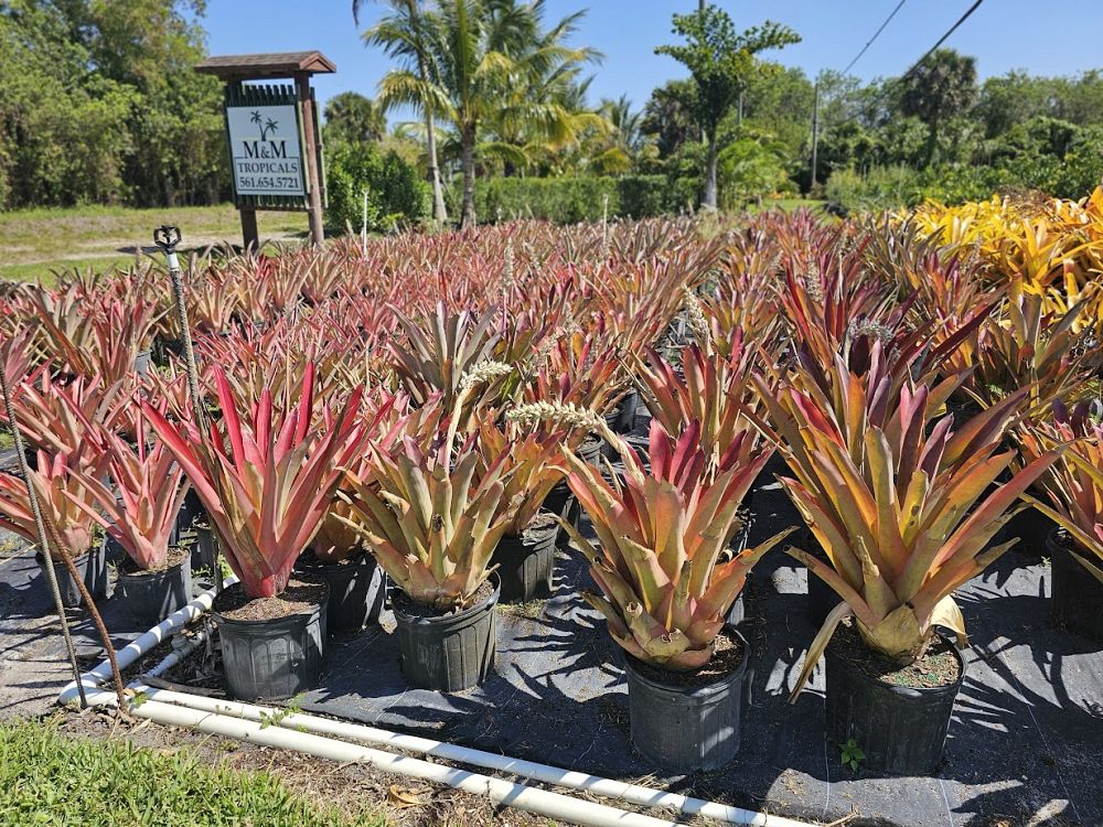 androlepis-skinneri-bromeliad-big-red