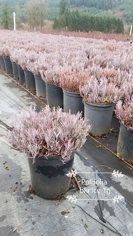 andromeda-polifolia-blue-ice-bog-rosemary-marsh-andromeda