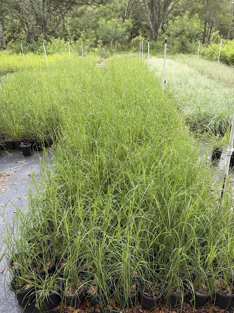 andropogon-beard-grass-bluestem-grass-broomsedge