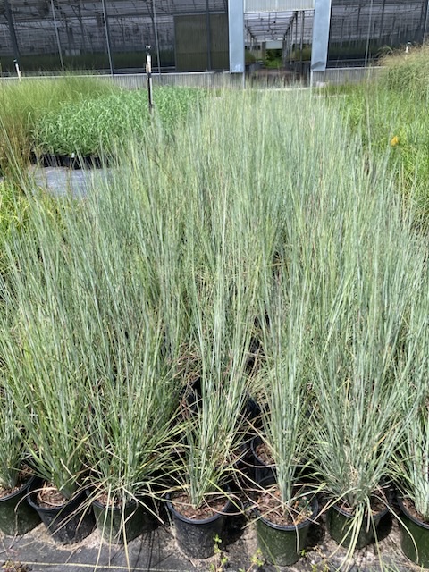 andropogon-capillipes-chalky-bluestem