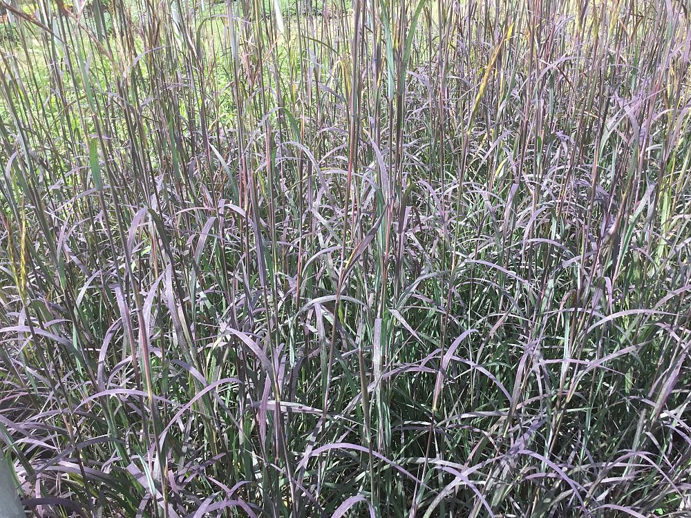 andropogon-gerardii-blackhawks-turkeyfoot-big-bluestem