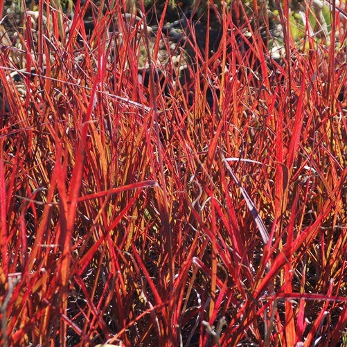 andropogon-gerardii-red-october-turkeyfoot-big-bluestem