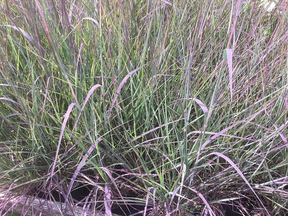 andropogon-gerardii-red-october-turkeyfoot-big-bluestem