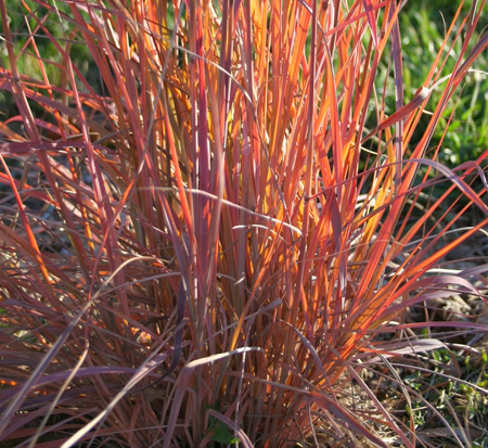 andropogon-gerardii-red-october-turkeyfoot-big-bluestem