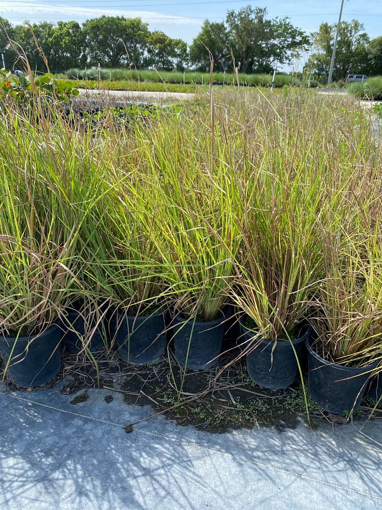 andropogon-glaucopsis-purple-bluestem