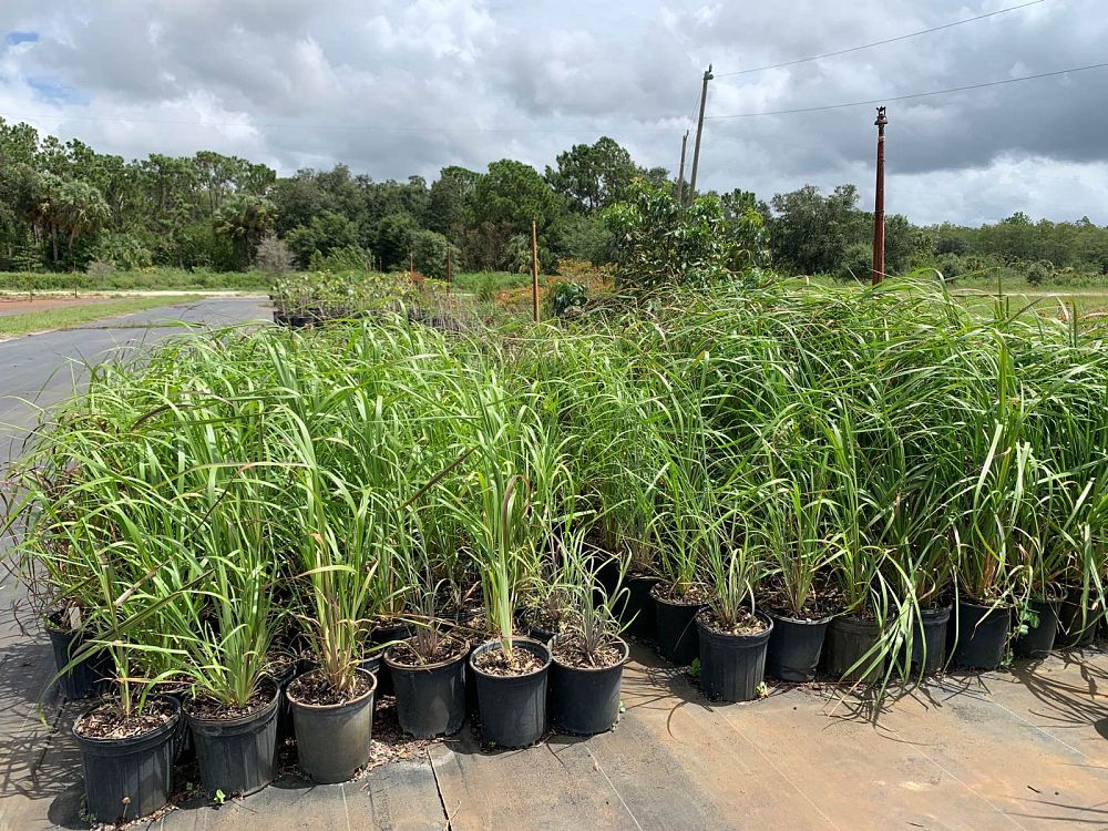andropogon-glomeratus-blue-stem-grass-bushy-beard-grass-bluestem