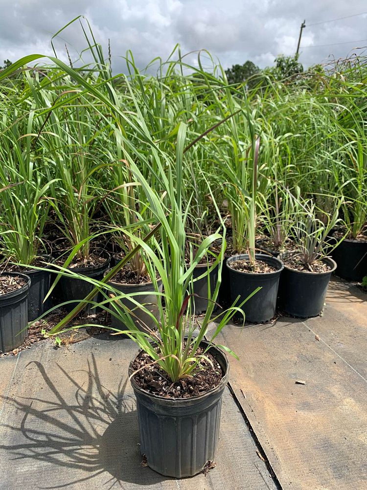 andropogon-glomeratus-blue-stem-grass-bushy-beard-grass-bluestem
