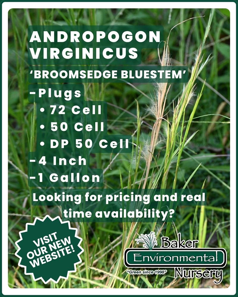 andropogon-virginicus-broomsedge