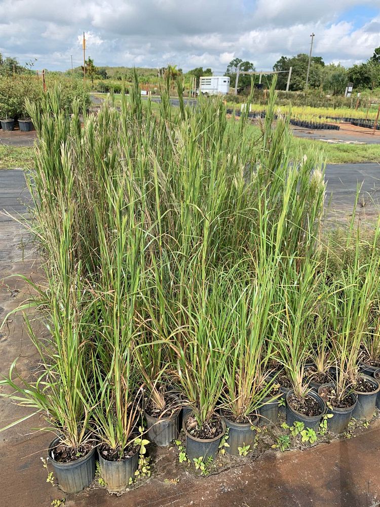 andropogon-virginicus-broomsedge
