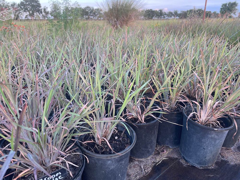 andropogon-virginicus-broomsedge