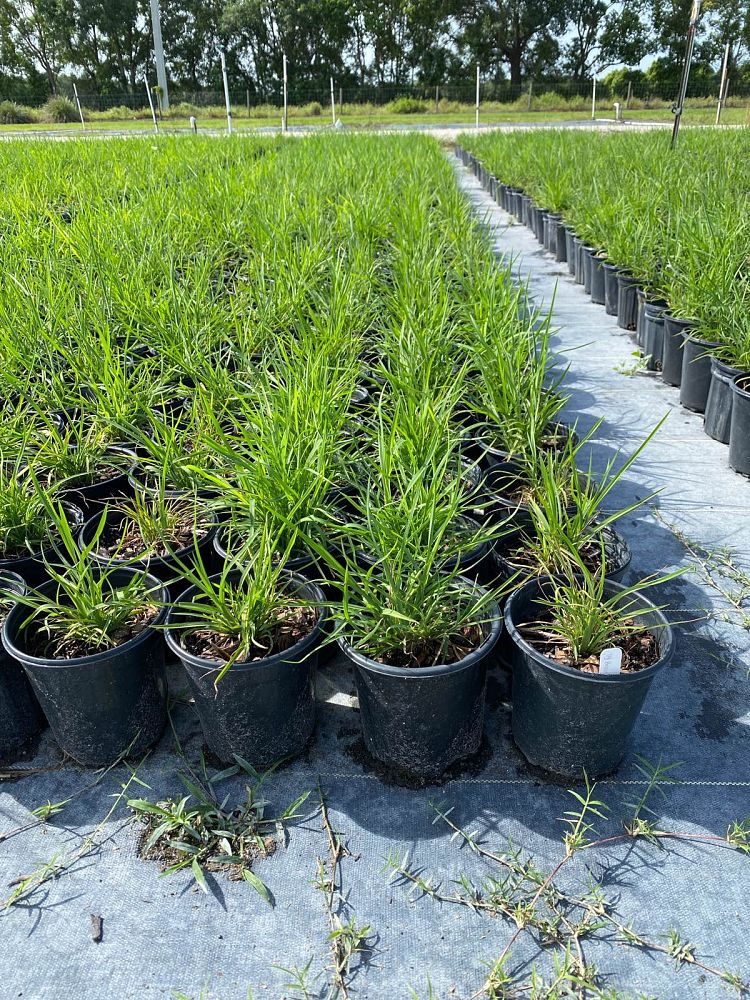 andropogon-virginicus-broomsedge