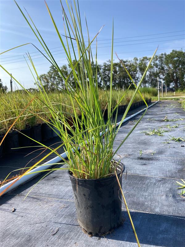 andropogon-virginicus-broomsedge