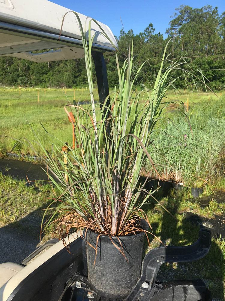 andropogon-virginicus-silver-beauty-blue-stem-grass-virginia-broomsedge-chalky-bluestem