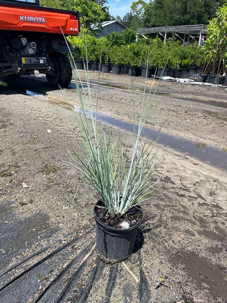 andropogon-virginicus-silver-beauty-blue-stem-grass-virginia-broomsedge-chalky-bluestem