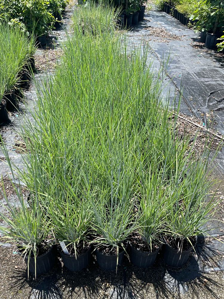 andropogon-virginicus-silver-beauty-blue-stem-grass-virginia-broomsedge-chalky-bluestem