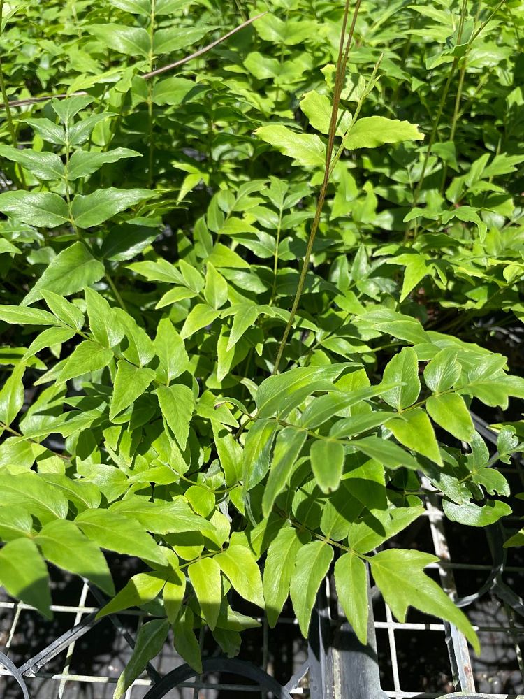 anemia-mexicana-mexican-flowering-fern