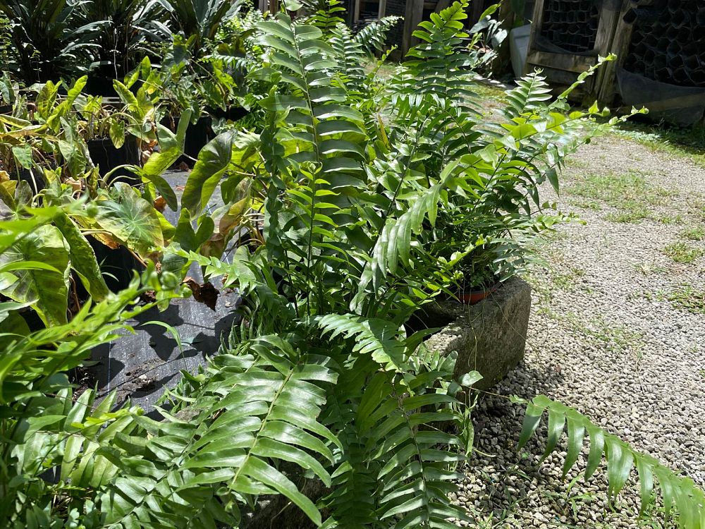 anemia-mexicana-mexican-flowering-fern