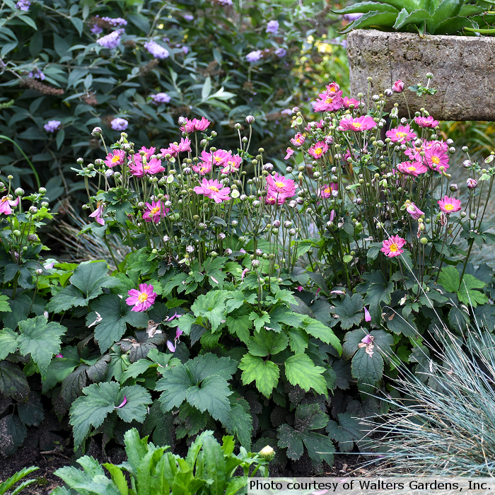 anemone-curtain-call-pink-windflower