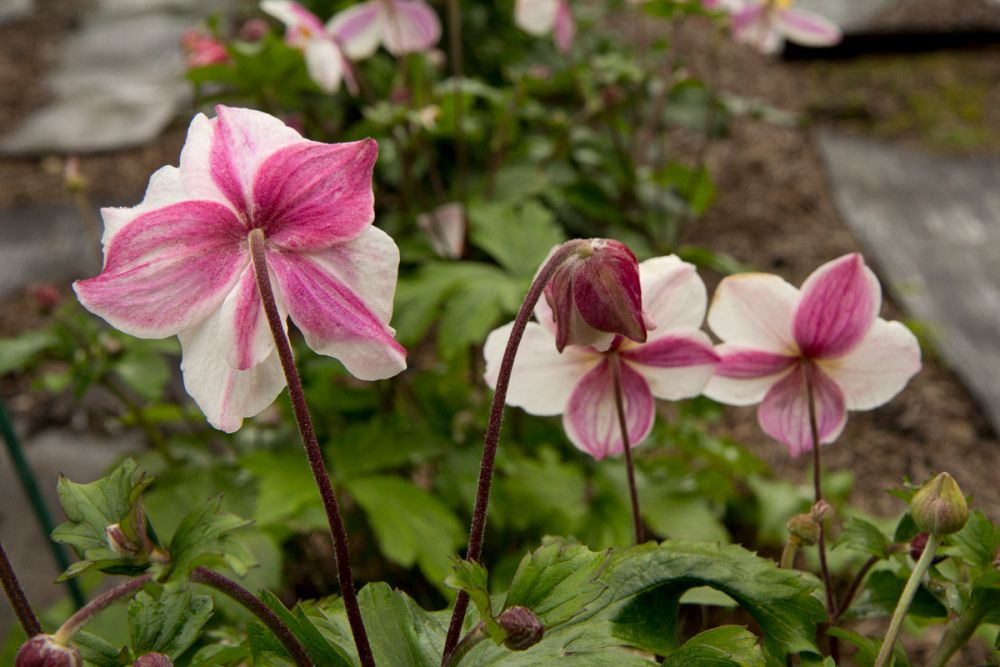 anemone-dainty-swan-japanese-anemone-japanese-thimbleflower-japanese-windflower