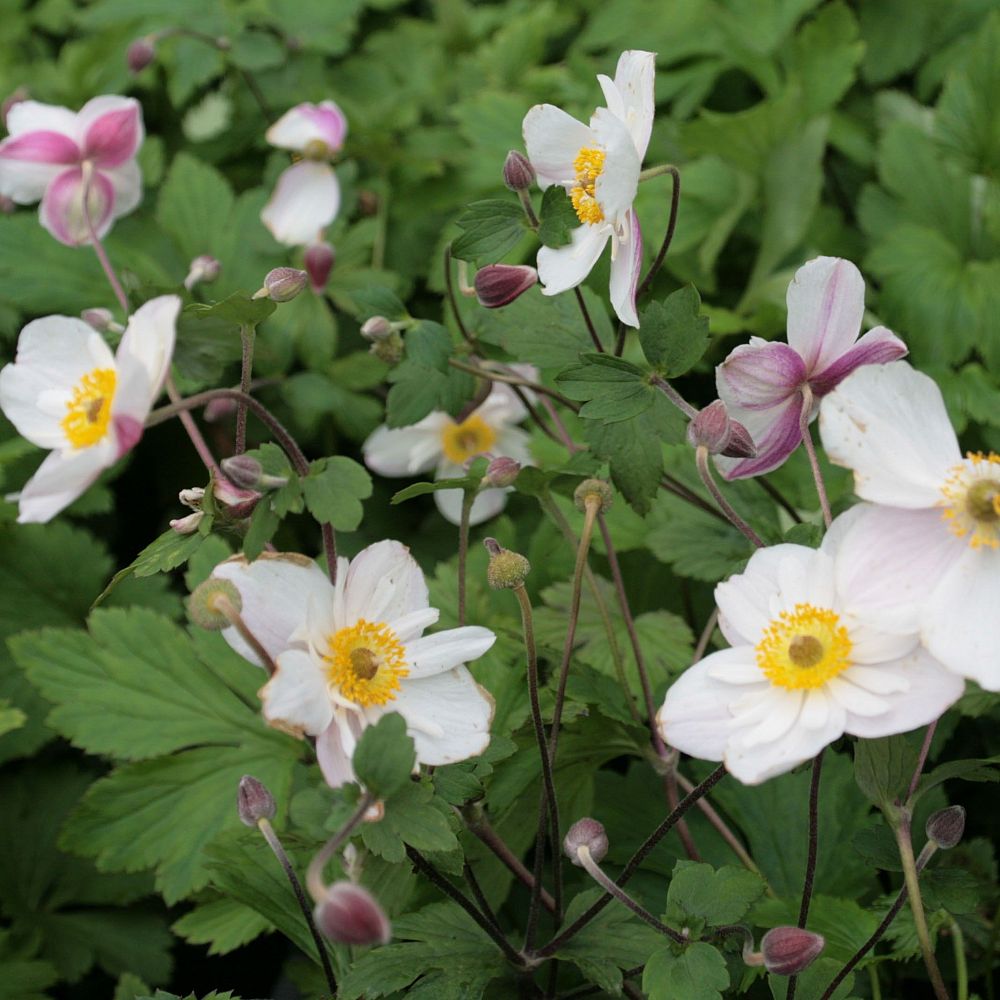 anemone-dainty-swan-japanese-anemone-japanese-thimbleflower-japanese-windflower