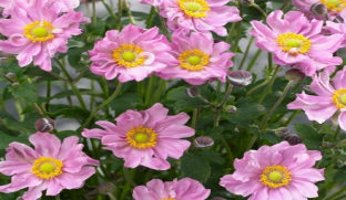 anemone-fantasy-cinderalla-japanese-anemone-japanese-thimbleflower-japanese-windflower